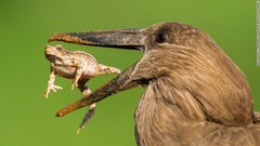７月１１日：南アの国立公園でカエルを口に入れるシュモクドリ