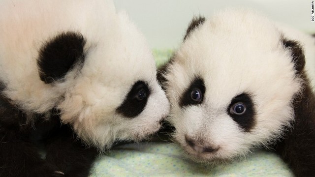 双子のパンダには「ヤールン」（左）と「シールン」との名前が付けられた