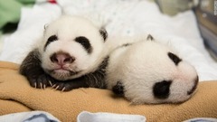 野生の場合、パンダの母親は双子が生まれると片方しか育てないことがあるため、動物園が双子の面倒を見ることに