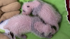 生後１２日の双子の赤ちゃん。パンダの赤ちゃんはほとんど毛がない状態で生まれてくる