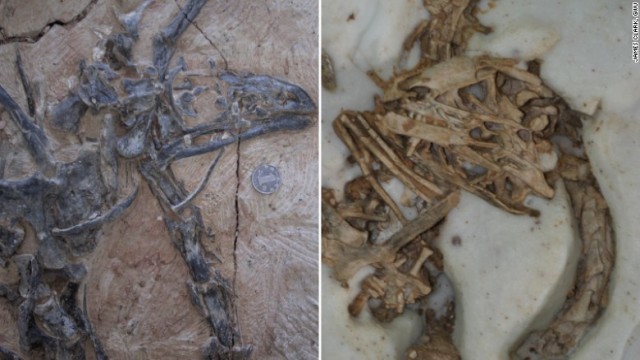リムサウルスの成体の化石（左）と幼体の化石。幼体の化石には歯が見える