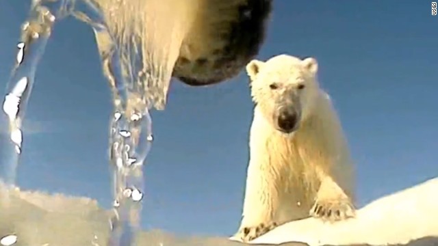ホッキョクグマに取り付けたカメラの映像から、海氷縮小の影響を分析
