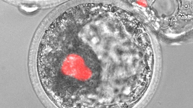 ヒトの幹細胞が注入されたブタの胚＝ソーク研究所
