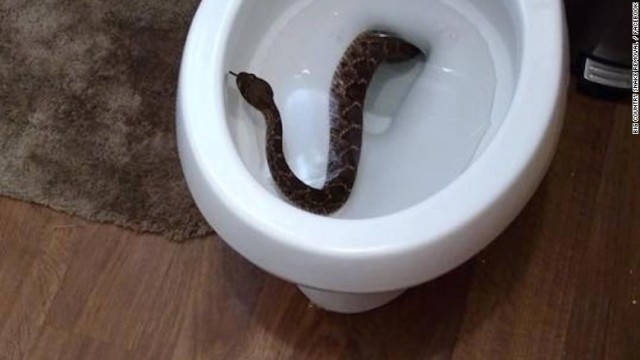 米テキサス州の民家にすみついたヘビ２４匹のうちの１匹がトイレに出現