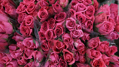 バレンタインデーにあわせて準備されたバラの花束＝シドニー