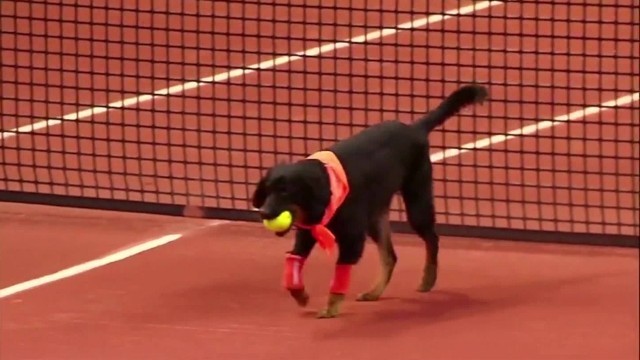 昨年の大会で活躍した「ボール犬」