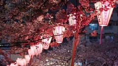 東京・中目黒の目黒川にかかる桜。辺りの光景は一層美しさを増す