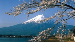 富士山は５つの湖に取り囲まれており、どれも桜を観賞する絶好の景色を提供してくれる