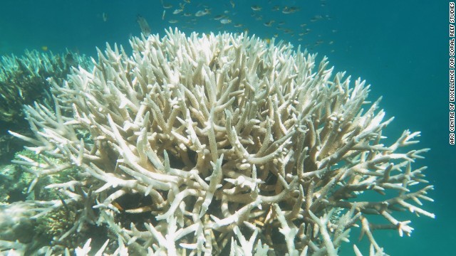 世界最大のサンゴ礁、グレートバリアリーフが昨年に続き深刻な白化に見舞われている