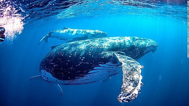 米海洋大気局がザトウクジラについて「異常死事象（ＵＭＥ）」を宣言した