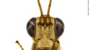 新種のハチ、ハリポタの悪役にちなみ「マルフォイ」と命名　ＮＺ