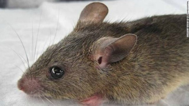 ラッサ熱は感染したネズミの排せつ物に接触するなどして感染する