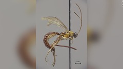 「最恐」のハチ？、巨大な針を持つ新種を発見