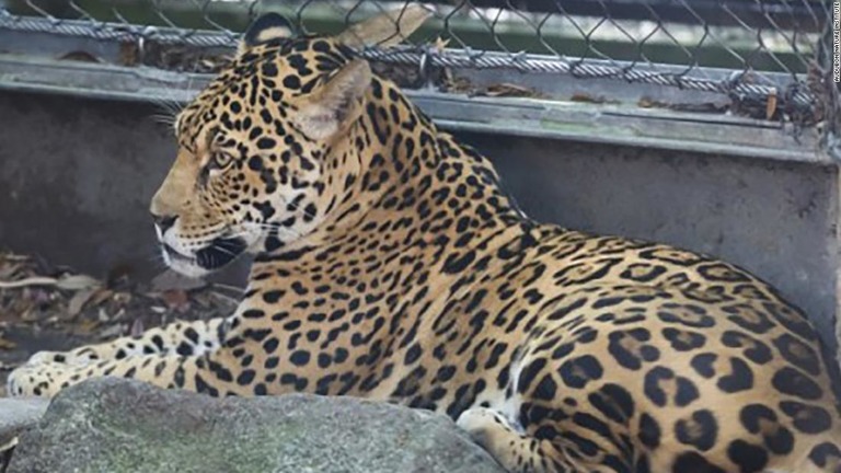展示スペースからジャガーが逃げ出し、アルパカなどが殺された/Audubon Nature Institute