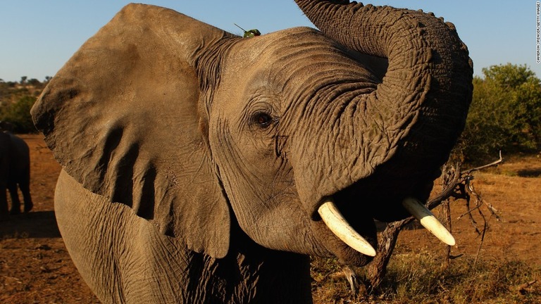 ケニアで象牙密輸の取り締まりに向けた新技術の試験運用が行われている/Cameron Spencer/Getty Images