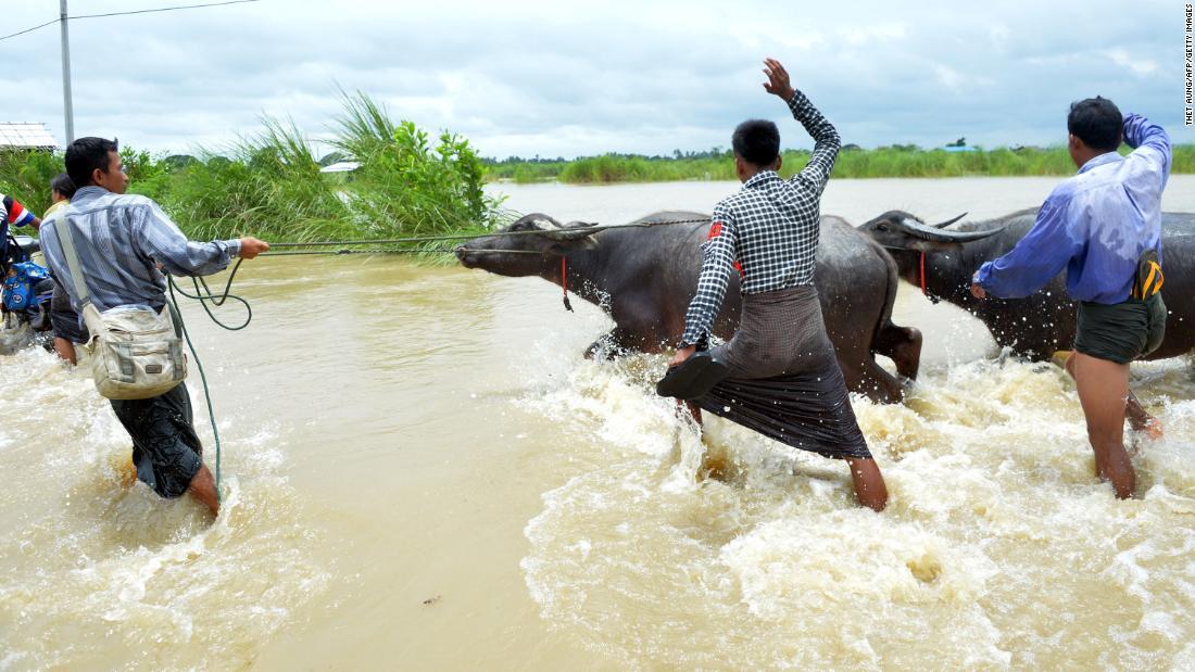 冠水した道路で水牛を引っ張り避難させる農家の人々/THET AUNG/AFP/Getty Images
