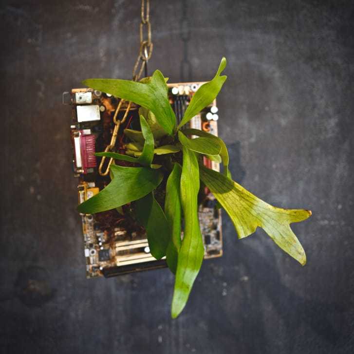 回路基板から成長するシダ植物/Aki Murase