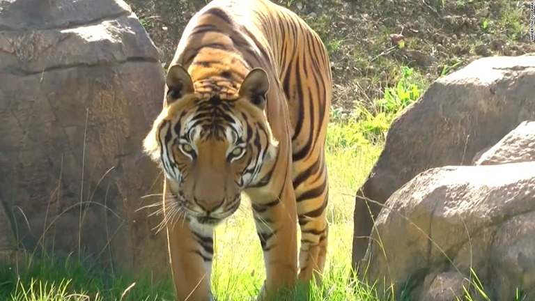インドではトラの殺処分には当局の許可が必要/Hamerton Zoo Park