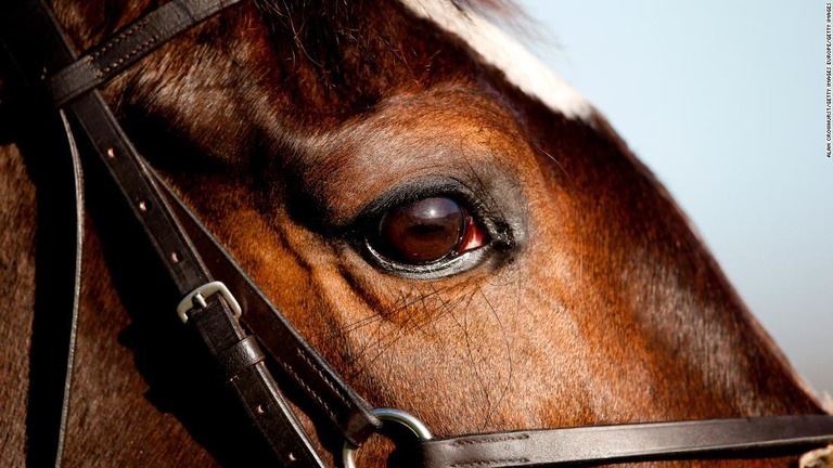 馬の目にはオレンジ色が緑色に見えているという/Alan Crowhurst/Getty Images