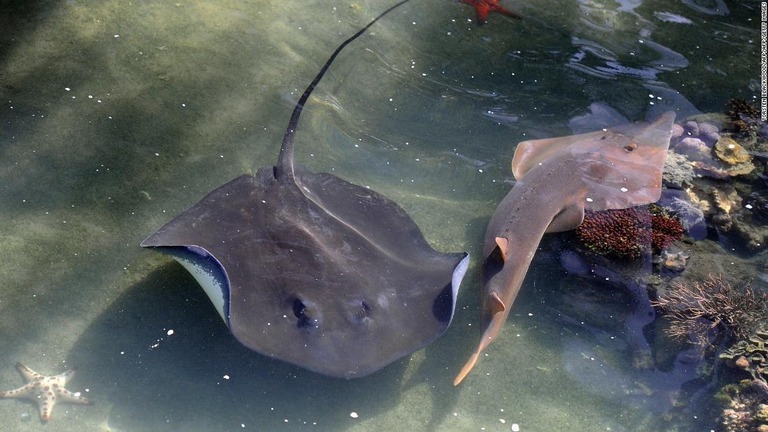 豪州の水族館で飼育されているアカエイ（左）/TORSTEN BLACKWOOD/AFP/AFP/Getty Images
