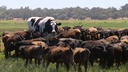 世界最大級の「巨大牛」、体高約２メートル　オーストラリア