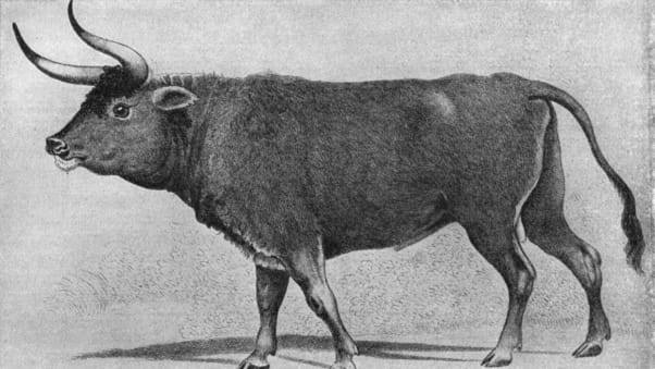 遺跡にひづめの跡が残されていたという絶滅した巨大牛「オーロックス」/ Credit: wiki commons