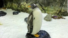 ペンギンの同性カップル「スフェン」と「マジック」に育てられているひな「スフェンジック」