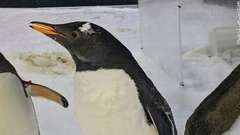 水族館のペンギン飼育員はＣＮＮトラベルとのインタビューで「世界中から来園する人々が気にかけ、大きな関心を寄せてくれるのはとてもうれしいこと」と話している