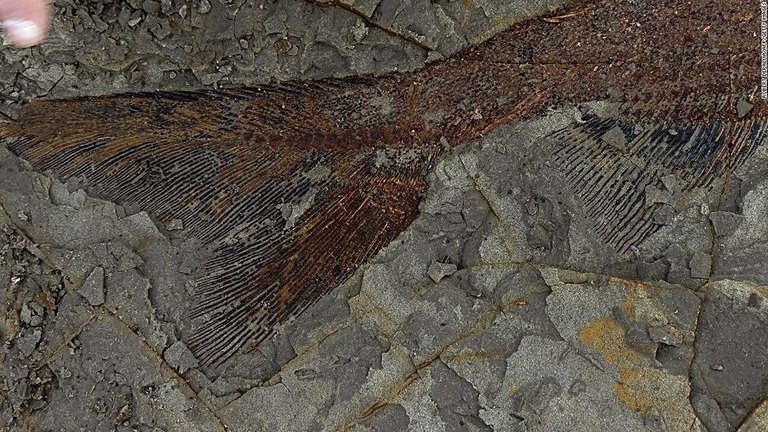 ノースダコタ州で６５００万年前に起きた隕石の落下によって死んだとみられる生物の化石が大量に発見された/ROBERT DEPALMA/AFP/Getty Images
