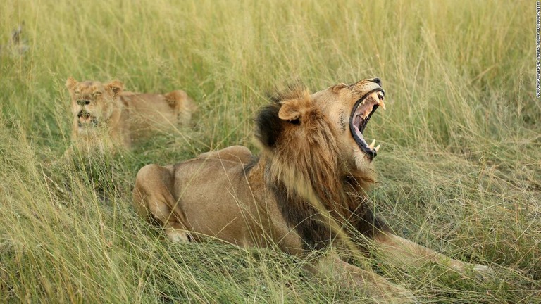 南アフリカで密猟者の遺体がライオンに食べ尽くされたとみられる出来事があった/Godong/Universal Images Group Editorial/Getty
