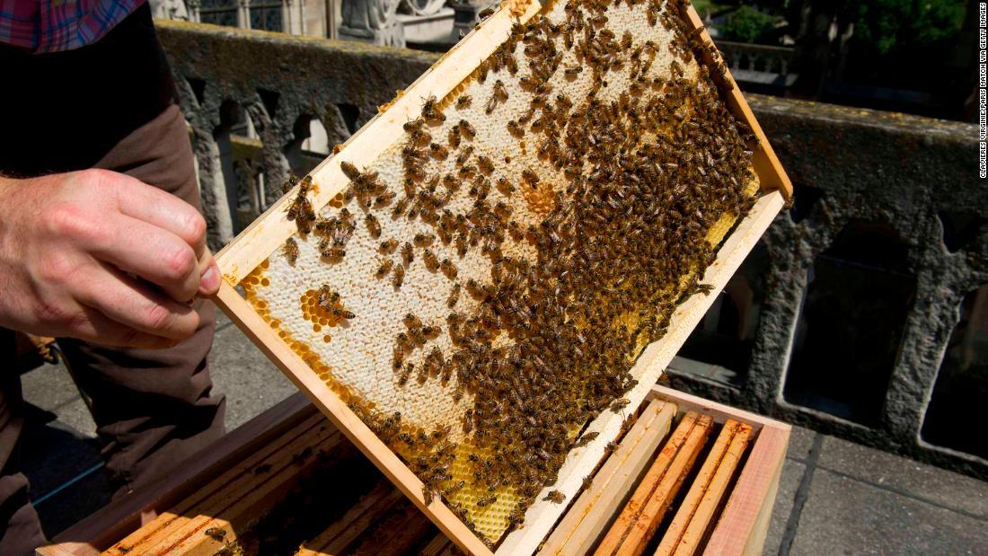 ノートルダム大聖堂の屋上で育てていたミツバチ。２０１６年８月に撮影/CLAVIERES Virginie/Paris Match via Getty Images