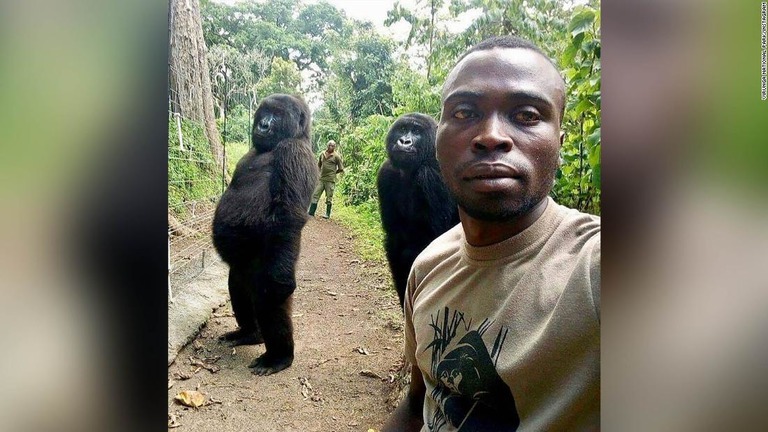 ゴリラの「ンダカジ」と「ンデゼ」がパークレンジャーの自撮り写真でポーズを決めた/Virunga National Park/Instagram