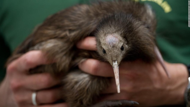 ニュージーランドの固有種キウイは飛べない。コウモリを除いて固有種の哺乳類がいなかった同地は、キウイを含む多くの種類の鳥が地上で繁栄できる環境があった/JOHANNES EISELE/AFP/AFP/Getty Images