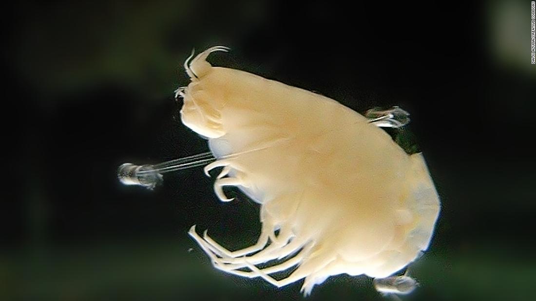マリアナ海溝に住む甲殻類の一種、カイコウオオソコエビ/Daiju Azuma/Creative Commons
