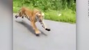 トラがバイクの２人追い掛ける、動画撮影　インド