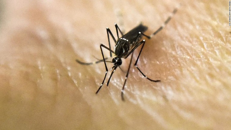 伝染病を媒介する蚊を根絶する実験が中国南部の島で行われた/Luis Robayo/AFP/Getty Images