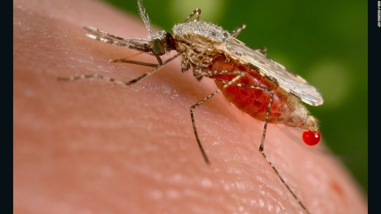 治療薬に対して耐性をもつマラリアの感染が東南アジアで拡大している/Jim Gathany / CDC