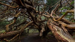 キングリー・ベール（英国・サセックス州）のイチイの樹木群。中には樹齢２０００年の木も