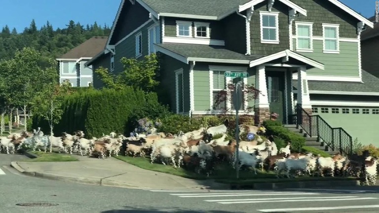 除草目的で飼われていたヤギの大群が囲いを破り、住宅街に押し寄せた/Mark Svendsen