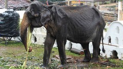 パレード出演のやせ衰えたゾウが死ぬ、祭りで酷使　スリランカ