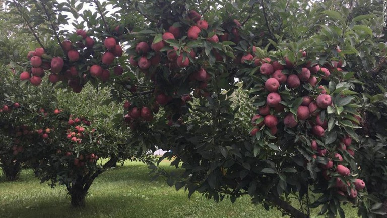 米インディアナ州の果樹園からリンゴ５万個が盗まれ、警察が捜査を行っている/Williams Orchard