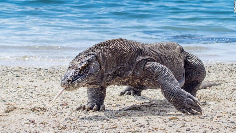 コモドオオトカゲが暮らすコモド島への立ち入りを禁止する計画が撤回された/Shutterstock 