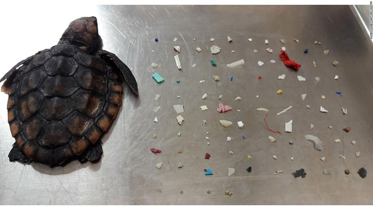 死んだ子ガメから１００以上のプラスチック片が見つかった/Gumbo Limbo Nature Center