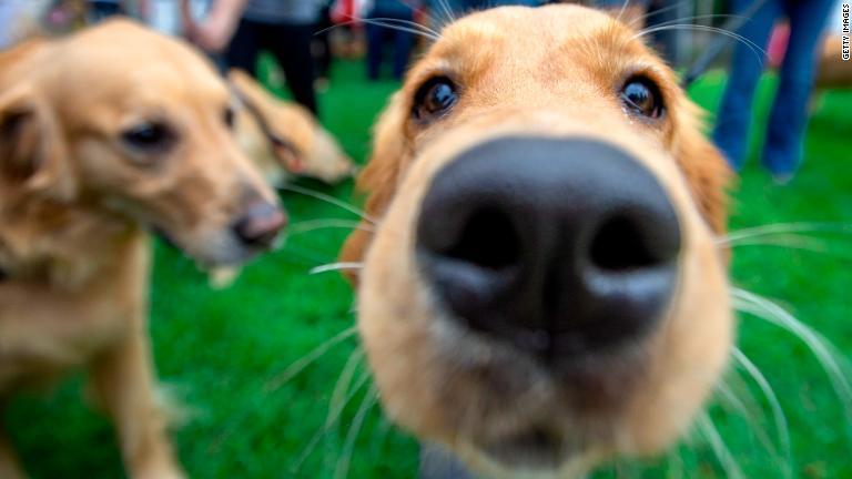 犬を飼っている人は早死にのリスクが低減するとの研究結果が２件発表された/Getty Images