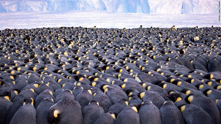 寒風吹きすさぶ南極の海氷の上で身を寄せ合う５０００羽のコウテイペンギン/Stefan Christmann