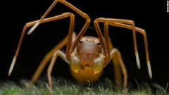 西ベンガルで、アリのコロニーに侵入しようとするカニグモを真正面から撮影。その姿はアリに似ている