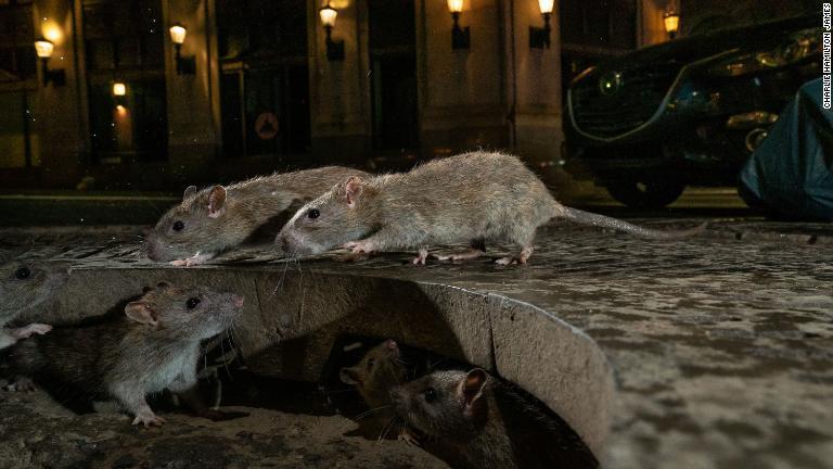 米ニューヨークの歩道で餌を探すドブネズミの一群/Charlie Hamilton James
