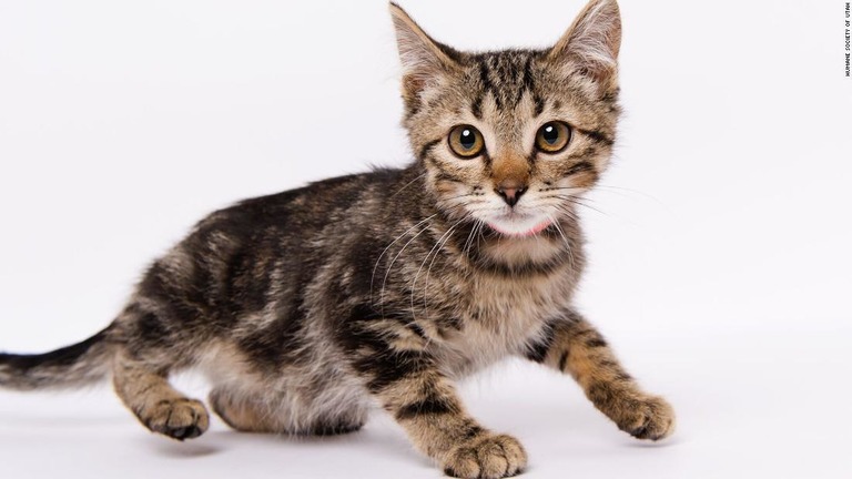 ユタ州の施設で保護され、里親を探している子猫のホッブズ/Humane Society of Utah