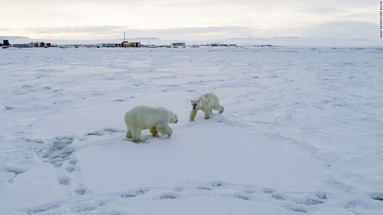 平年より高い気温や氷の融解によってホッキョクグマの狩猟環境にも影響が出ている/Maxim Deminov/WWF Russia