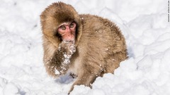 雪を口に入れる猿